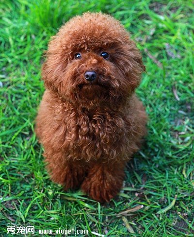 泰迪犬性格怎麼養？泰迪犬的性格分類