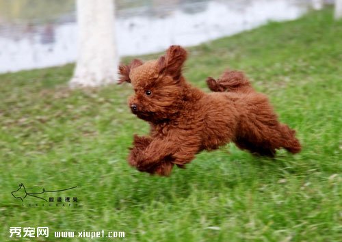 泰迪犬怎麼挑選？選購健康泰迪犬的必備三要素