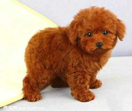 泰迪犬詳細FCI標准及圖片