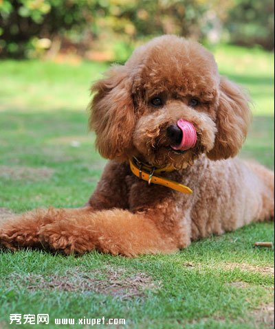 怎麼判斷泰迪年齡大小?泰迪犬年齡判斷標准