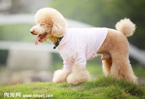 貴賓犬和泰迪有什麼區別嗎？