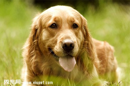 金毛犬的區別賽級金毛普通金毛