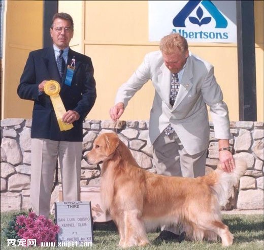 金毛尋回獵犬英系和美系的區別及對比照片