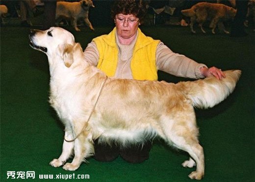 金毛尋回獵犬英系和美系的區別及對比照片