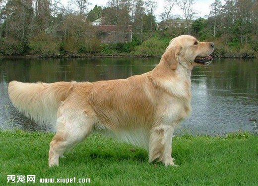 金毛尋回獵犬英系和美系的區別及對比照片