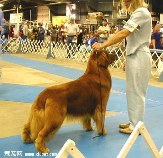 金毛尋回獵犬英系和美系的區別及對比照片