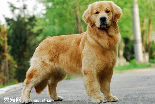 金毛犬的國際（FCI）標准