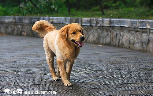 市場上導盲犬的價格一般是多少？