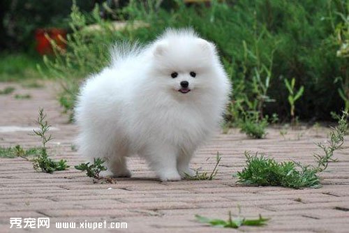 如何選購一只健康可愛的博美犬
