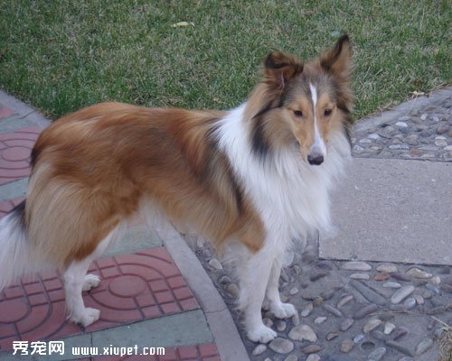 蘇格蘭牧羊犬和喜樂蒂牧羊犬的區別有哪些？