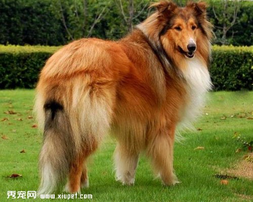 蘇格蘭牧羊犬和喜樂蒂牧羊犬的區別有哪些？