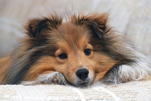 寵物犬喜樂蒂的外貌特征