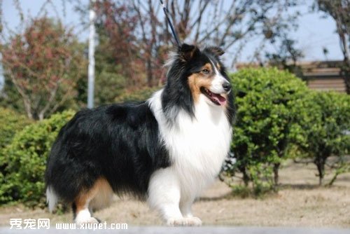 寵物犬喜樂蒂牧羊犬聽話嗎？