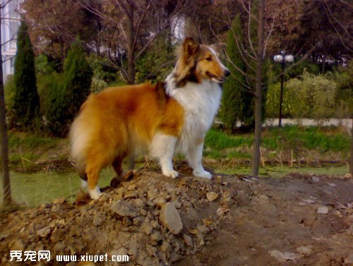 寵物犬喜樂蒂牧羊犬的性格特征有哪些？