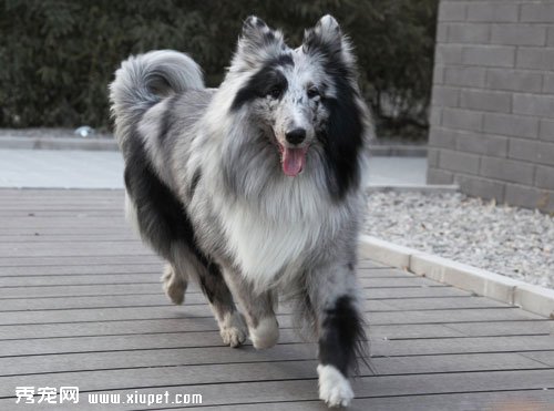 寵物犬喜樂蒂牧羊犬品種簡介