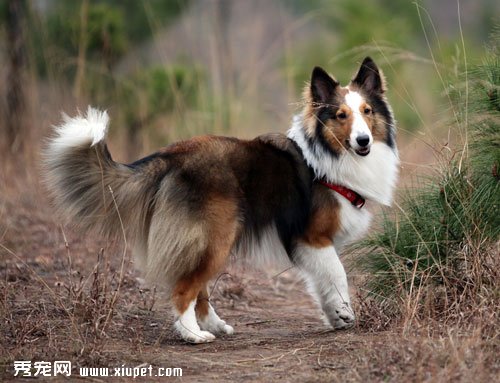 如何挑選純種的喜樂蒂牧羊犬