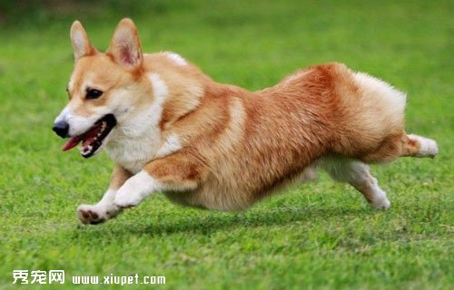 威爾士柯基犬相關知識