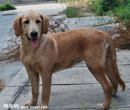 寵物犬品種名字的由來