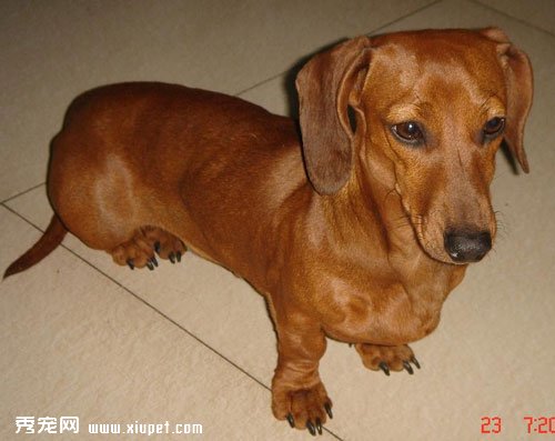 寵物犬品種名字的由來