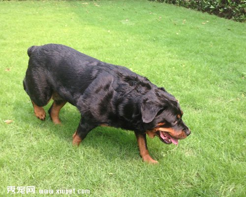 寵物犬品種名字的由來