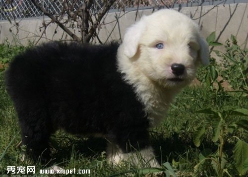 英國古代牧羊犬容易飼養嗎？