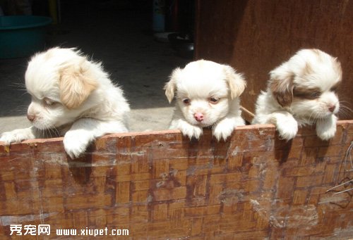 如何挑選一只健康的幼犬