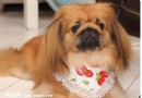 選購京巴犬的九點重要原則