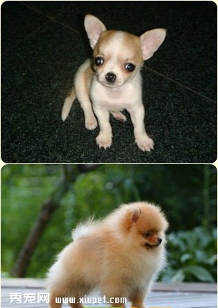 【長毛吉娃娃】吉娃娃和博美犬之間的區別