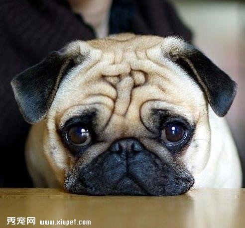 【巴哥犬性格】八哥犬的性格特點解析