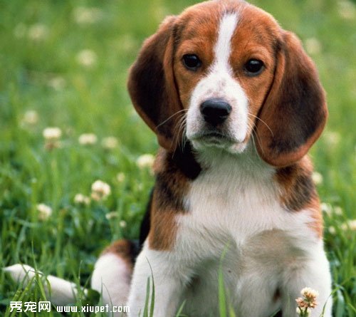 【比格犬選購】如何選購一只純種比格犬的技巧