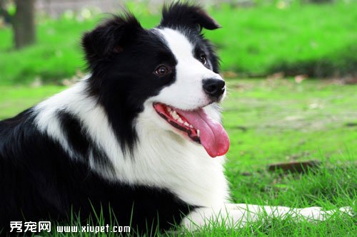 【邊境牧羊犬選購】邊境牧羊犬是否純種的選購方法和注意事項