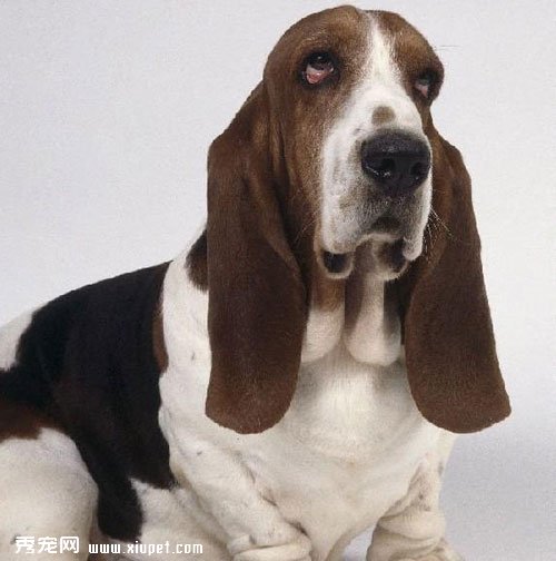 巴吉度獵犬是否純種的辨別方法