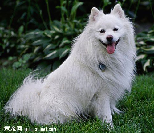 怎樣挑選純種的美國愛斯基摩犬的方法
