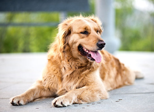 揭秘金毛犬價格陷阱及挑狗前的准備