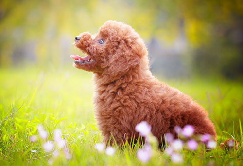 【貴賓犬價格】貴賓犬的種類價格 顏色越深越貴