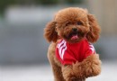  貴賓犬全國各地價錢調查