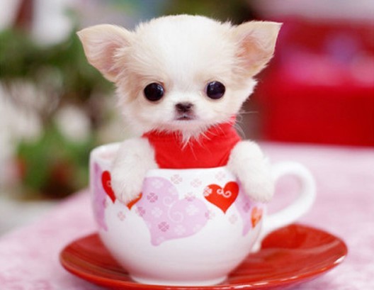 茶杯犬大概多少錢一只好樣嗎？