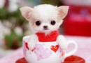 茶杯犬大概多少錢一只好養嗎？