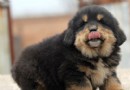  挑選藏獒犬的12個注意事項