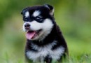 哈士奇幼犬選購之前的准備工作