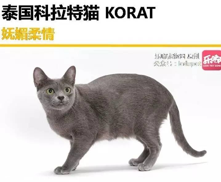 你知道的“藍貓”有哪幾種？