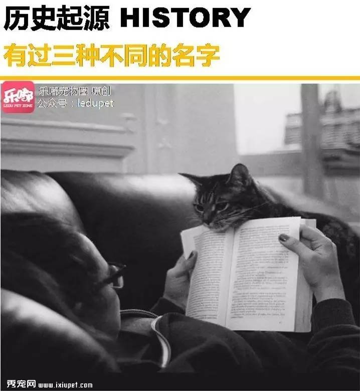 你知道的“藍貓”有哪幾種？