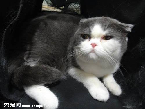 蘇格蘭摺耳貓 飼養及衛生照顧