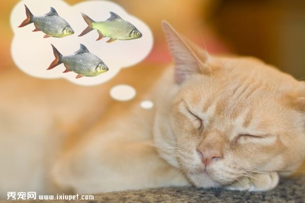 【鏟屎官注意！】這些魚和海鮮貓咪不能吃！-蠢萌說