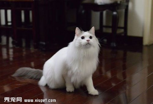 飼養布偶貓我們不能忽略哪些問題？