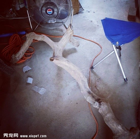 一枝樹枝變成五星級貓架的制作過程