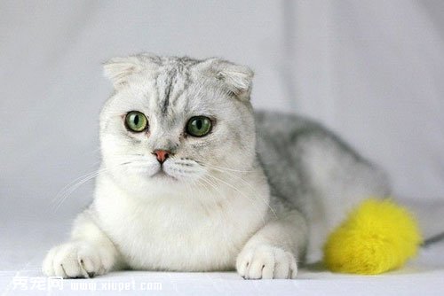 【蘇格蘭折耳貓飼養】蘇格蘭折耳貓的飼養方法