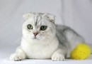  蘇格蘭折耳貓的飼養方法