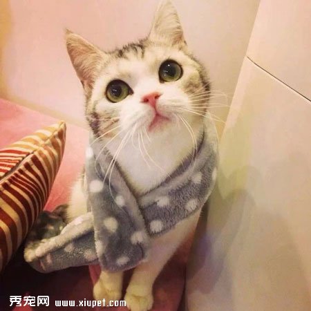 【養貓指南】初養貓的朋友所需要了解貓的飼養方法