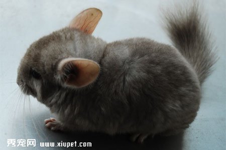【龍貓好養嗎】龍貓飼養方法及注意事項